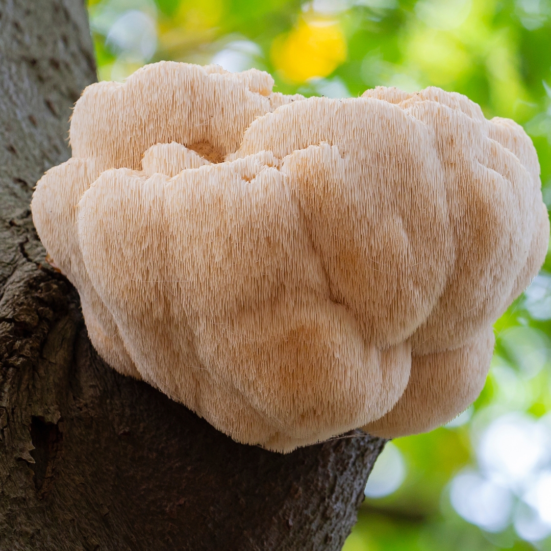 Lions Mane